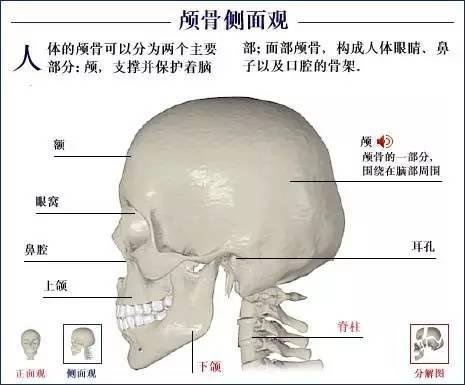 人体骨骼系统图(全套)背面观正面观人体骨骼结构图儿童的骨头实际上应