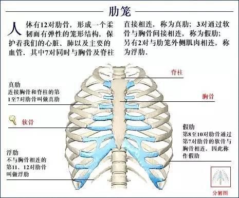 瞭解自己人體的全部骨骼全套系統圖