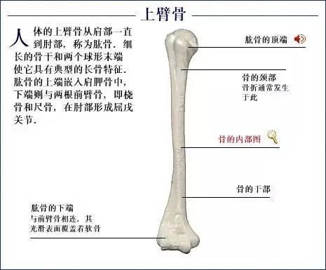 瞭解自己人體的全部骨骼全套系統圖