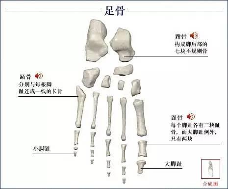 瞭解自己人體的全部骨骼全套系統圖