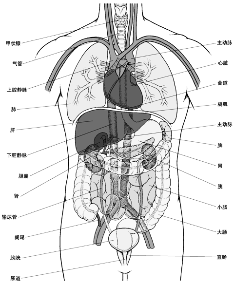 腹网膜2腹部脏器分布图(前面观)1人体内脏分布概观简图