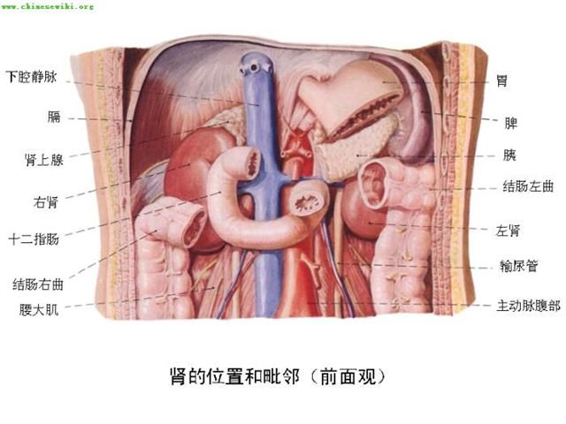 人體內臟器官分佈圖