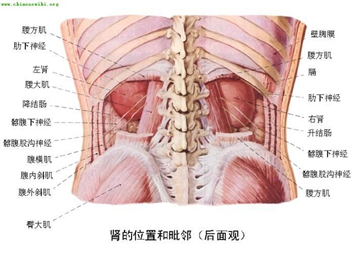 人體內臟分佈概觀簡圖