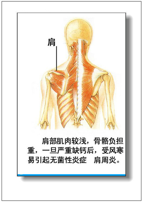 人體內臟器官分佈圖