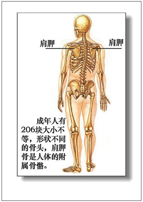 人體內臟器官分佈圖