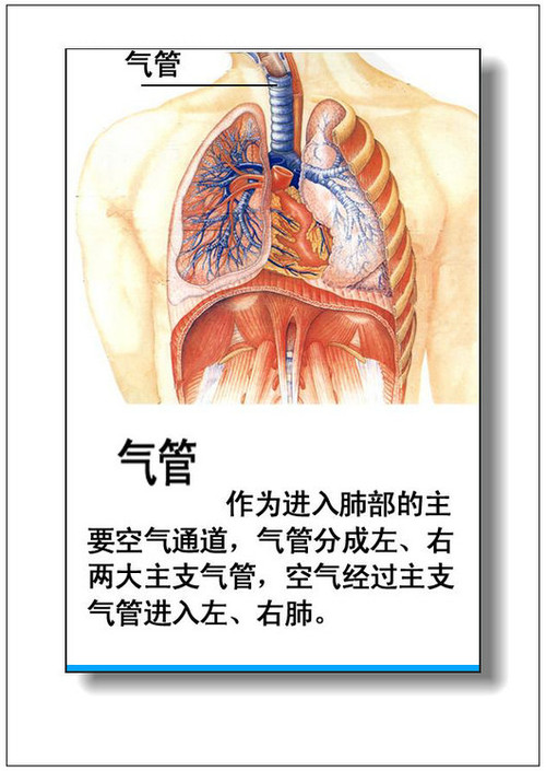 人體內臟器官分佈圖