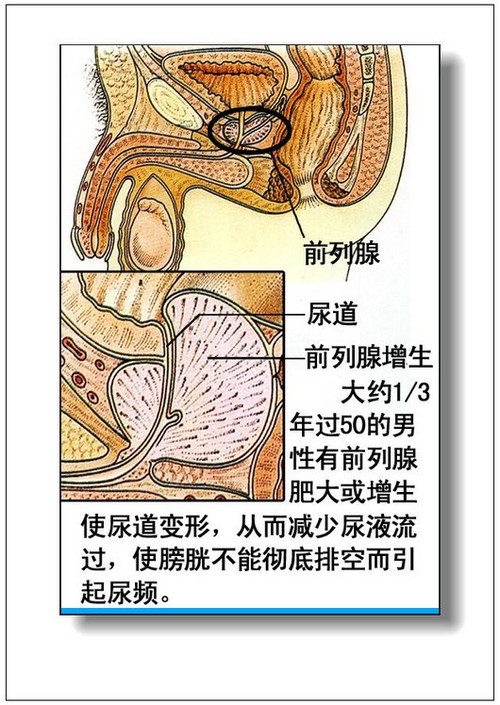 人體內臟器官分佈圖