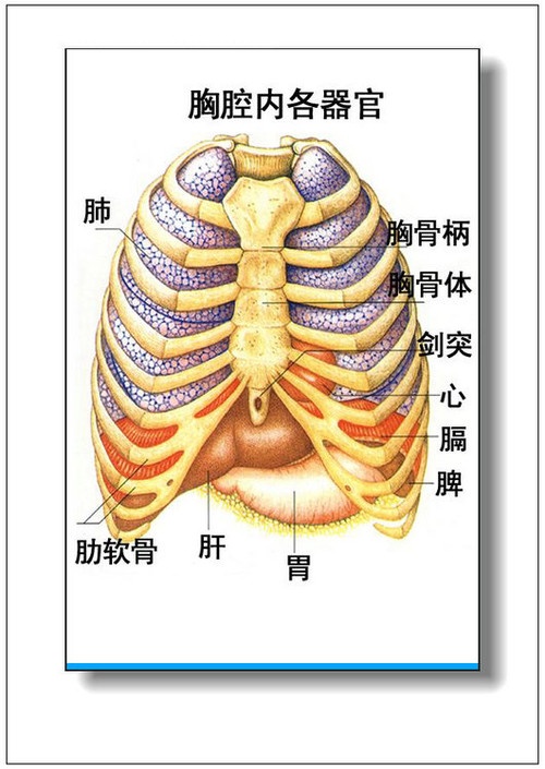 腹部脏器分布图(前面观)