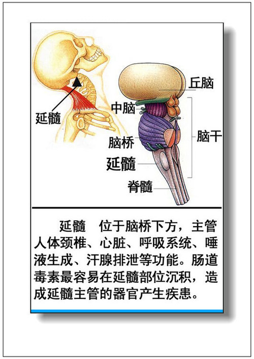 人體內臟器官分佈圖