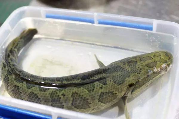 烹饪方法:将黑鱼刮鳞,清空鱼肚,鱼身上加花刀.