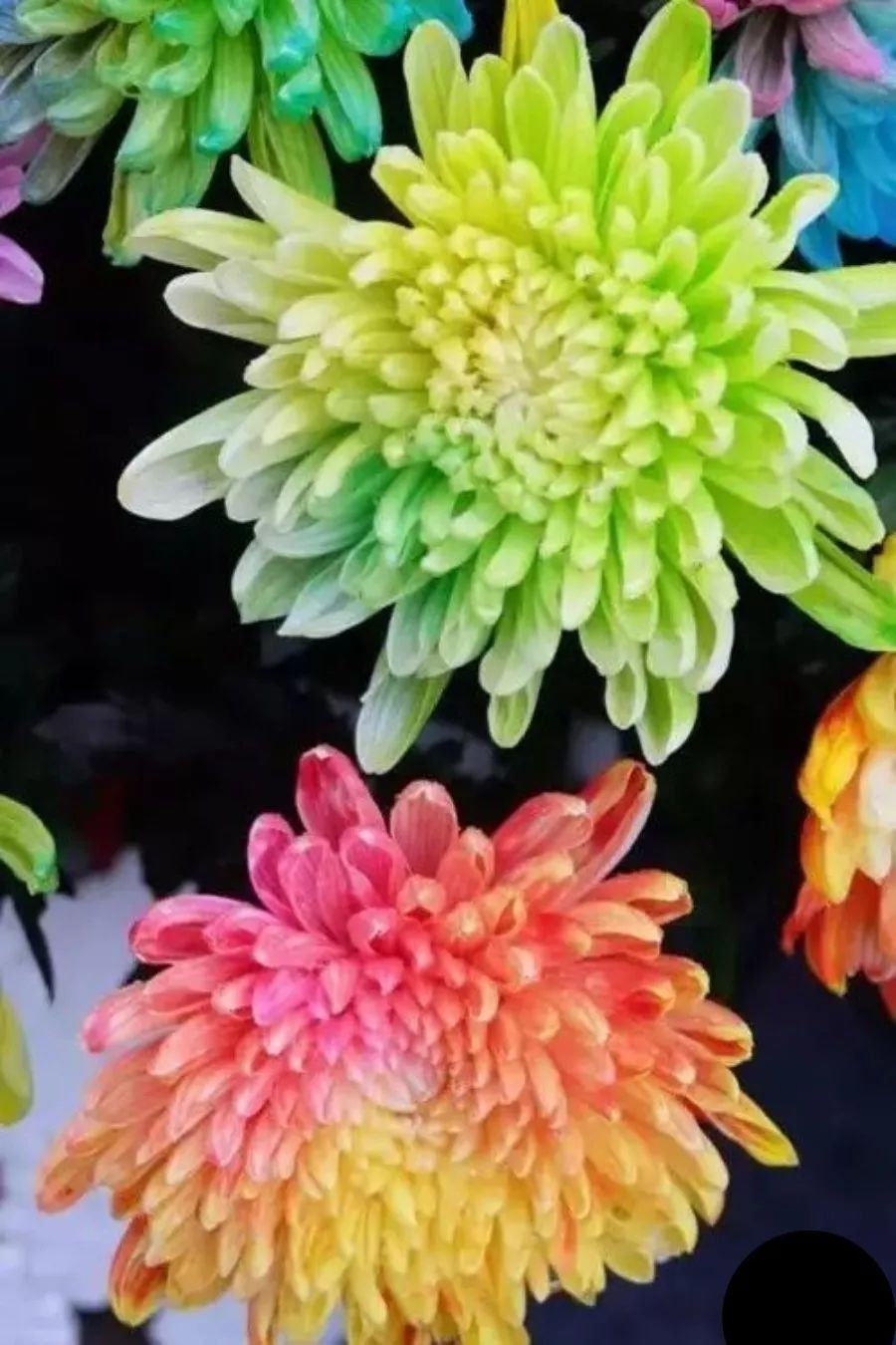 全世界最美菊花终于找齐了太美太珍贵了