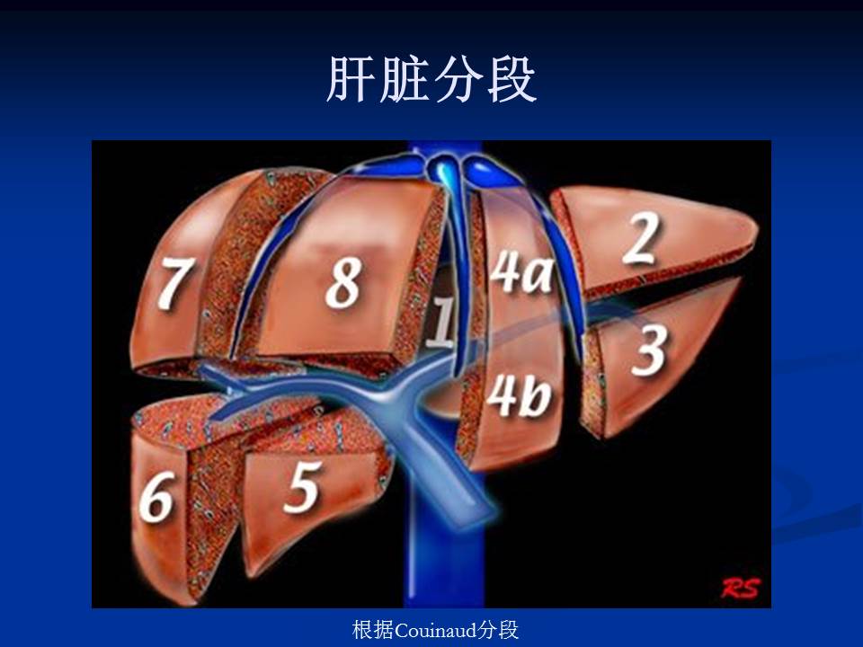 肝脏解剖ppt课件图片