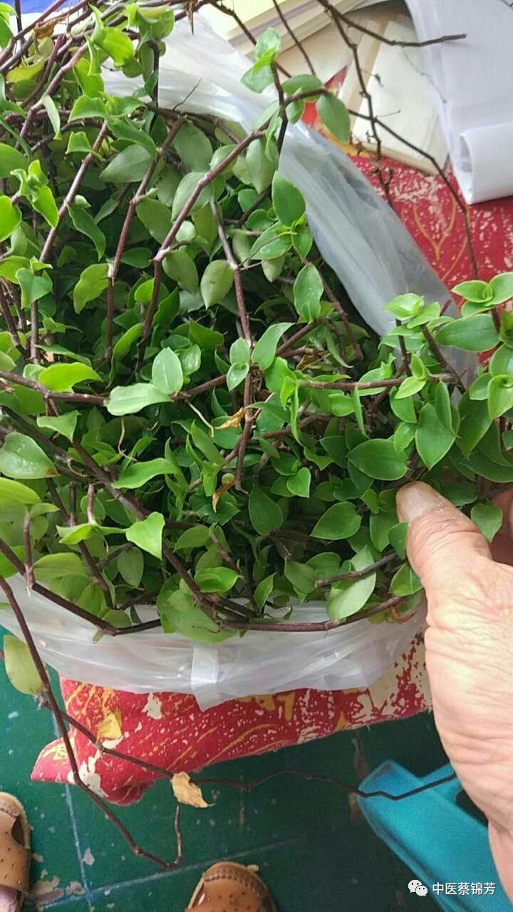 游山玩水识药草彼岸花开红似火本草江湖第335期