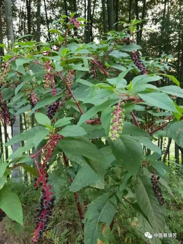 游山玩水识药草彼岸花开红似火本草江湖第335期