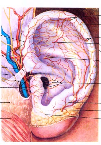 耳部血管分布图图片
