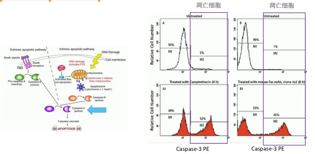 6,caspase-3法检测细胞凋亡