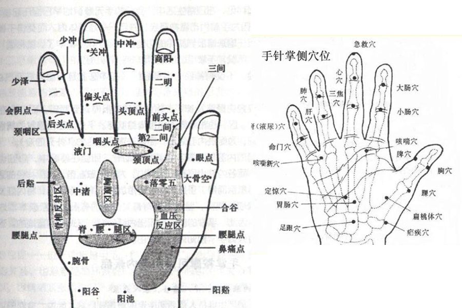 手部五行图图片