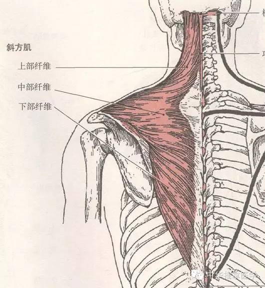 脊柱側彎的相關肌肉