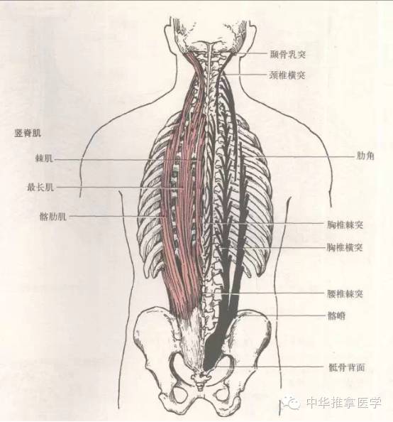 脊柱侧弯的相关肌肉