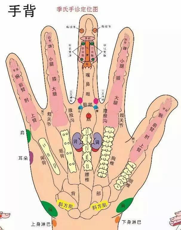 左手掌对应器官图图片