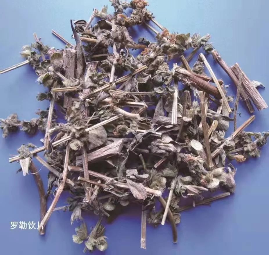 每日一味药罗勒