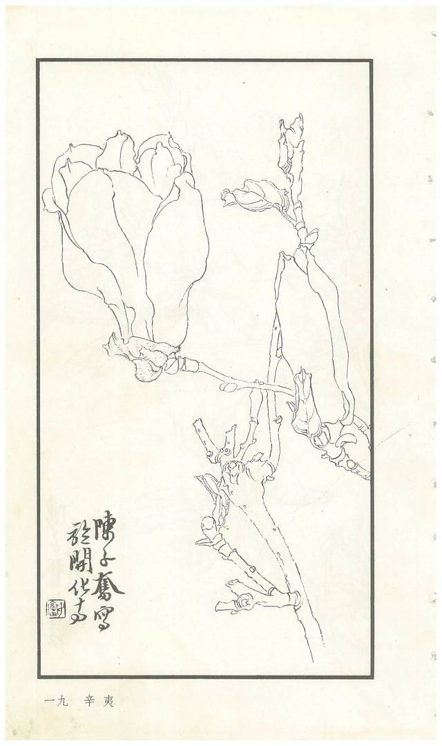 陈子奋白描花卉册图赏多图