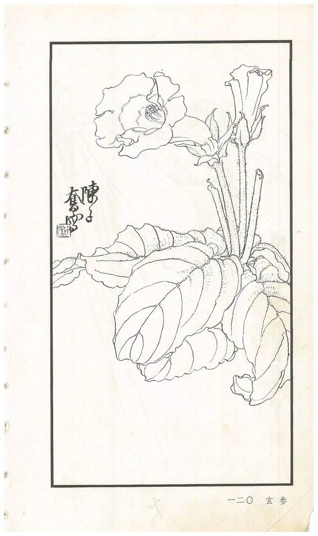 陈子奋白描花卉册图赏多图