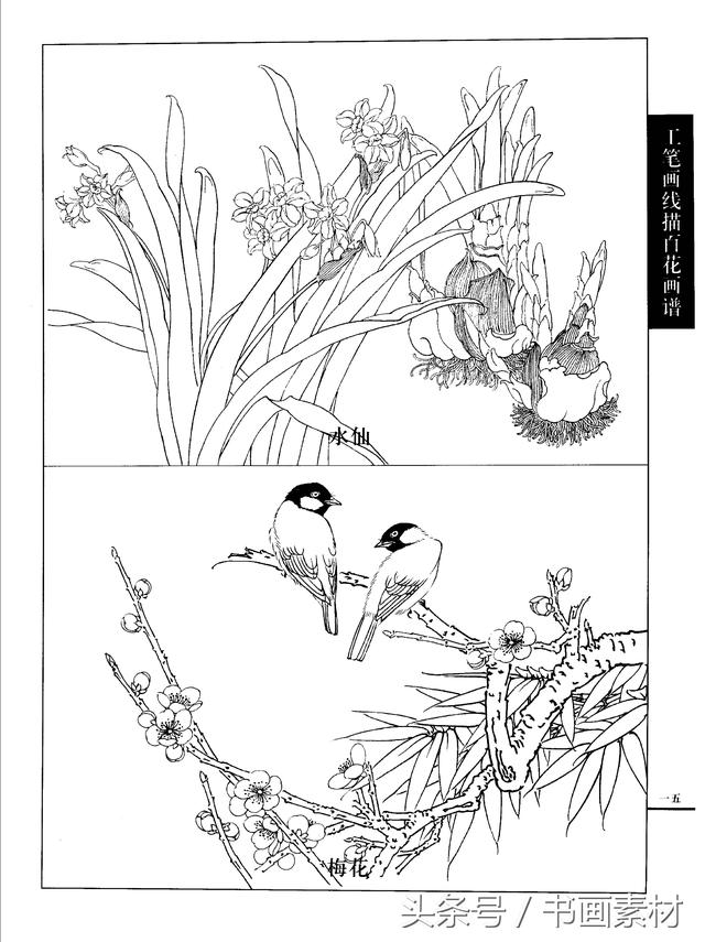 書畫素材|工筆畫線描百花畫譜工筆菊,梅,牡丹,水仙,百合白描