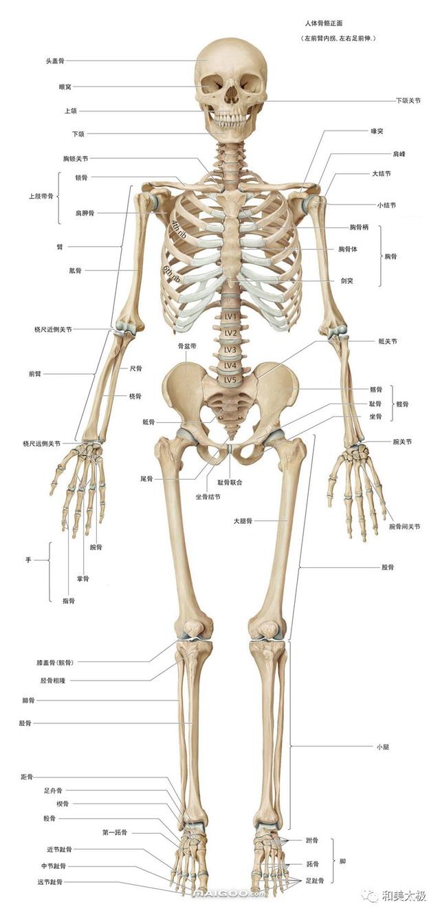 骨骼分布图画高清图片