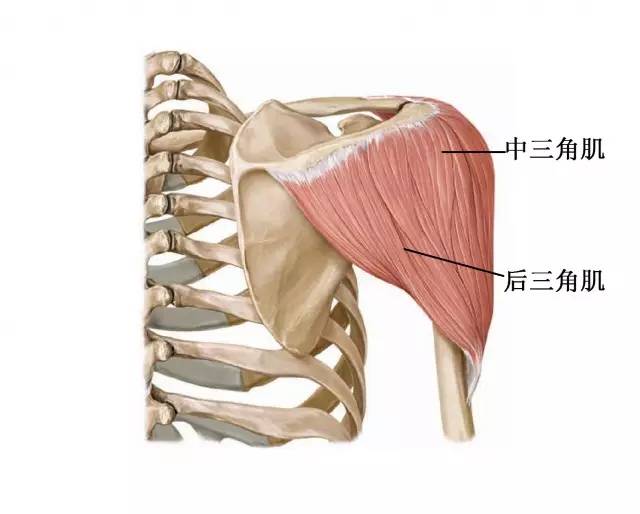 肩胛稳定肌图片