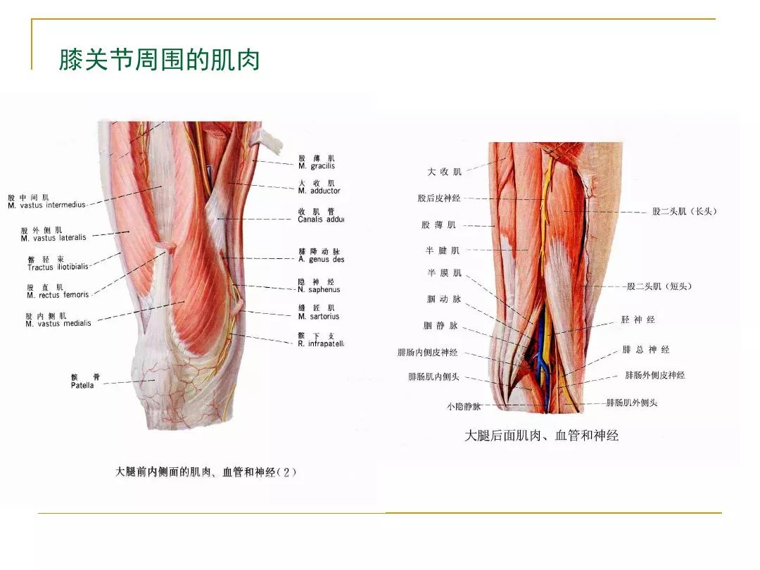 膝关节周围疼痛的针刺和针刀治疗