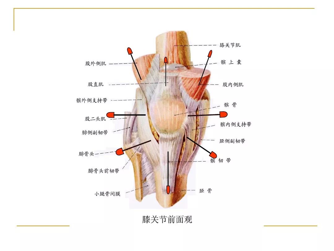 左腿膝盖图片结构图图片