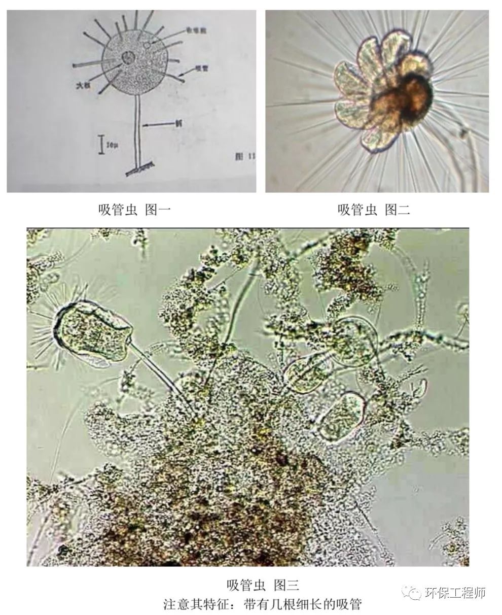 污水处理微生物图谱高清版