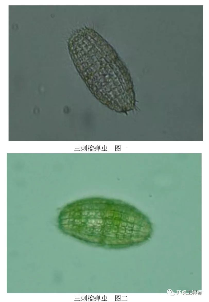 污水处理微生物图谱高清版