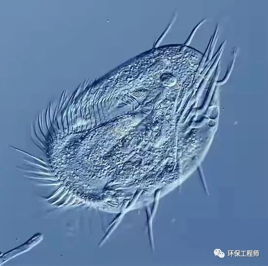 污水处理微生物图谱高清版