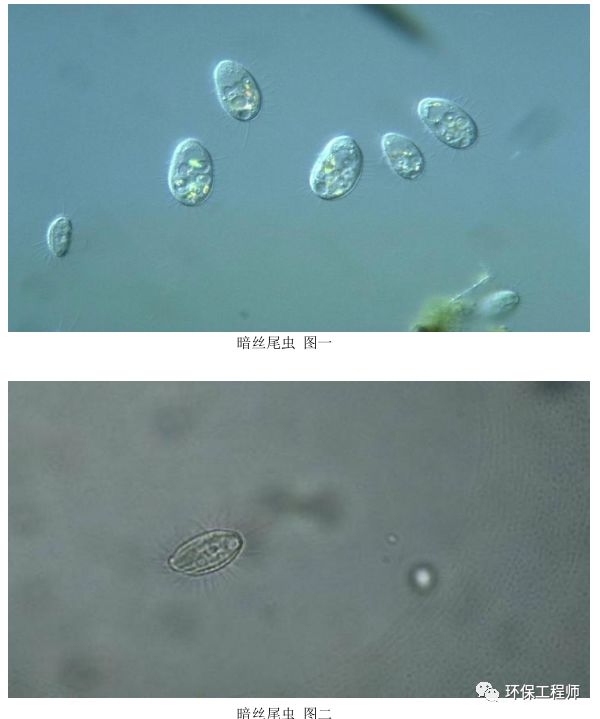 污水处理微生物图谱高清版