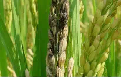 水稻病害高清图谱完整版