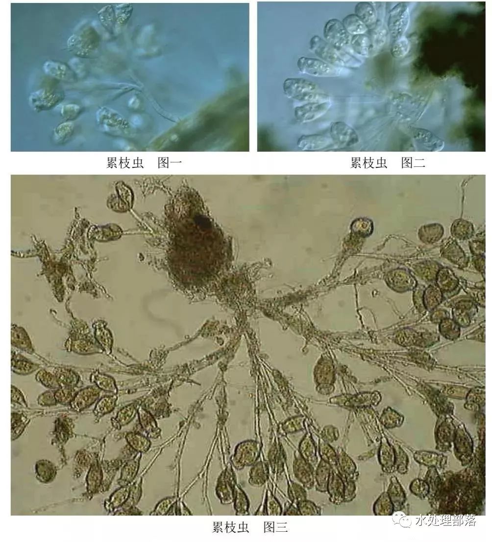 高清丨污水处理微生物图谱