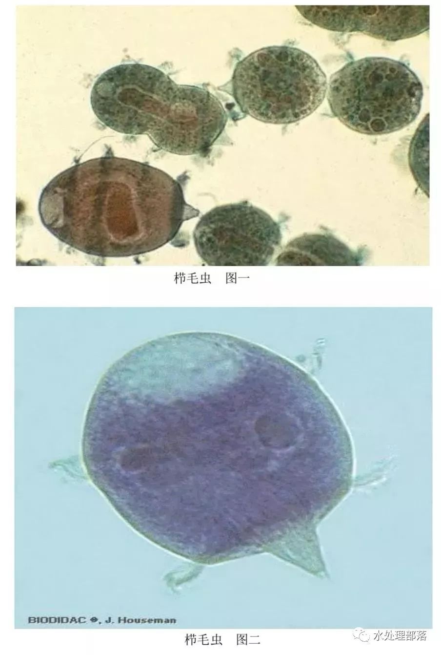 高清丨污水处理微生物图谱