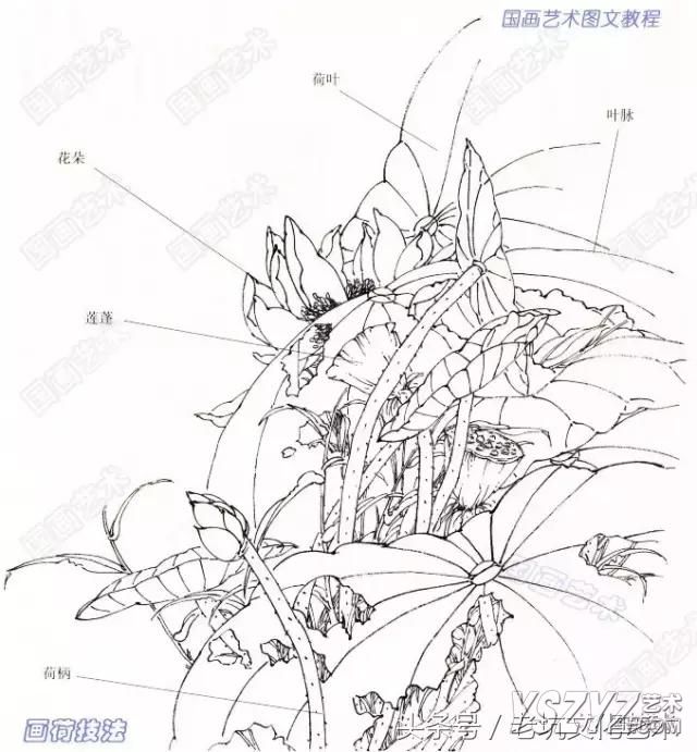 荷花的结构包括荷叶,叶脉,荷柄,花朵,莲蓬.