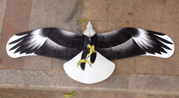 成鹞子2003-朱猷成鹞子1002-朱猷成盘鹰2002-朱猷成盘鹰1001-刘七虎2