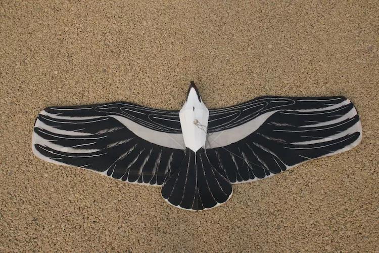 盘鹰款式50例百图正反面