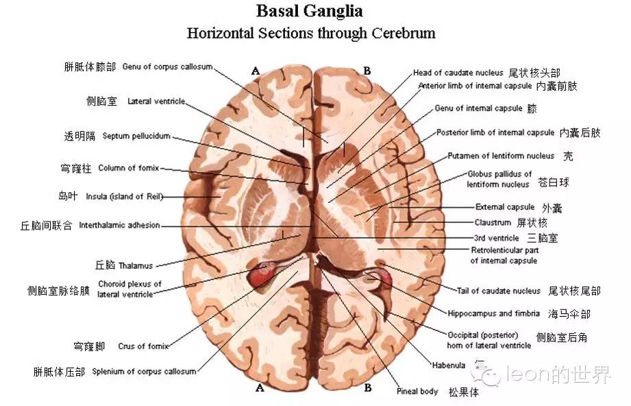 侧脑室颞角解剖位置图片