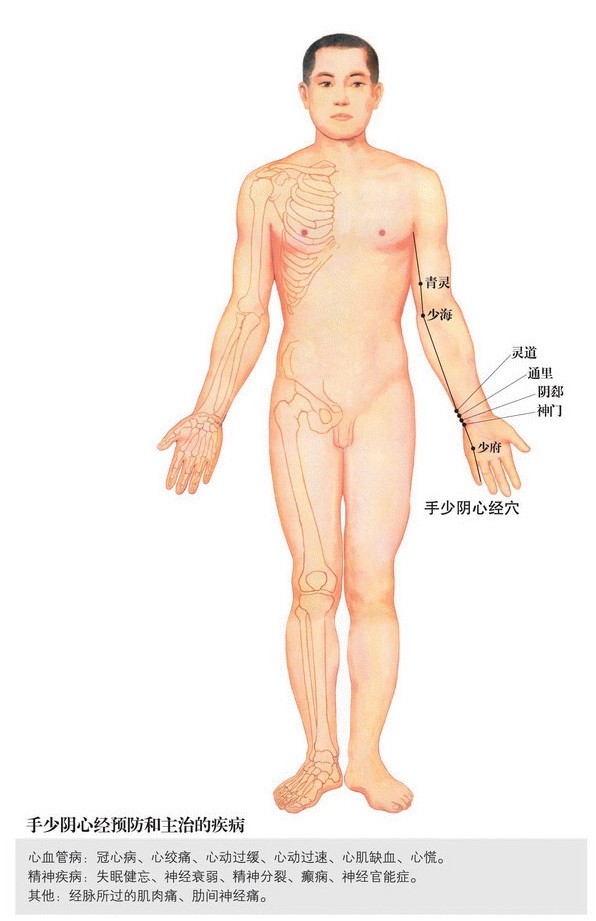 十二经的走向动画图及穴位功能(手少阴心经午时11点至13点)