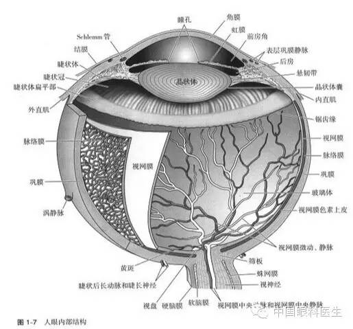 眼科解剖图谱（中英双文版）