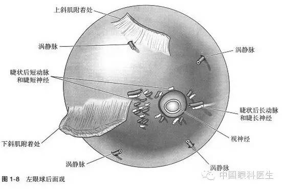 眼科解剖图谱中英双文版