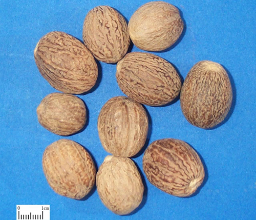 性状鉴别:种子类球形或椭圆形,具较明显的3钝棱及3浅沟,长1.