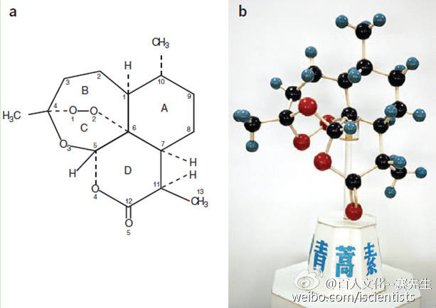(b) 青蒿素的三维结构模型,碳原子是黑色小球,氢原子是蓝色小球,氧