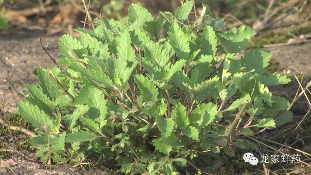 兰香草别名婆绒花(《植物名实图考》),独脚求,石母草(《岭南采药录》)