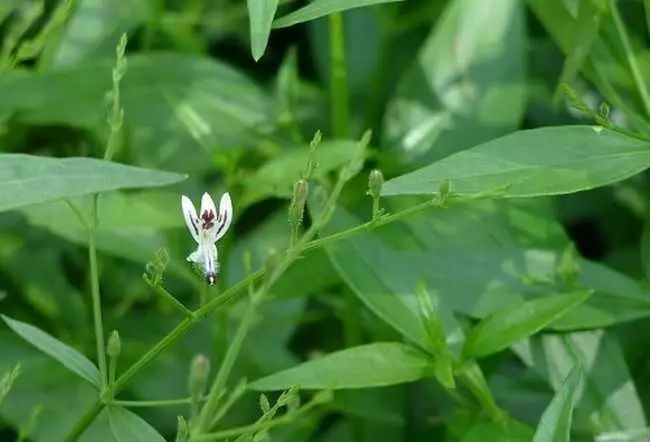 每日一学草药26:穿心莲